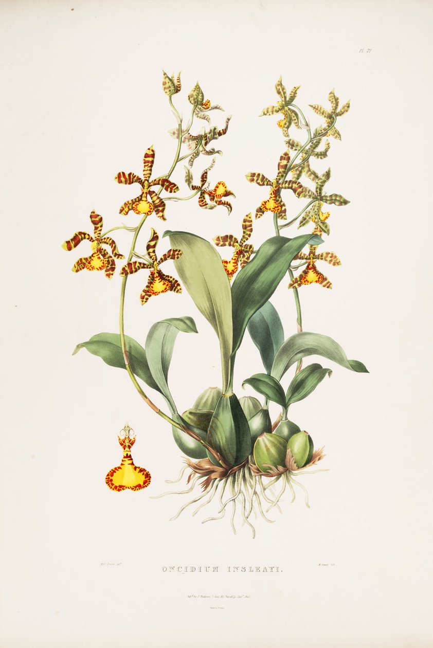 رسم توضيحي لـ Inseleai Rossioglossum (مثل sync Oncidium insleayi) بواسطة ملكة جمال دريك