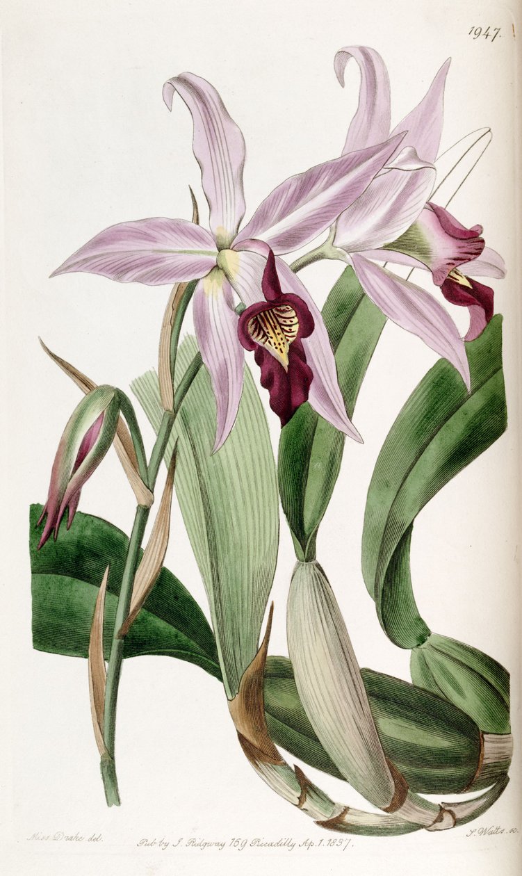 Laelia (syn. Laelia ssp. Barkeriana) بواسطة ملكة جمال دريك