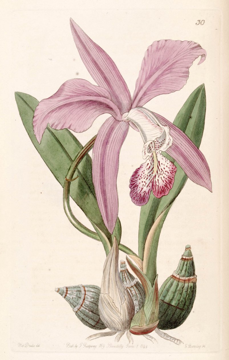 Laelia speciosa (as syn. Laelia majalis) بواسطة ملكة جمال دريك