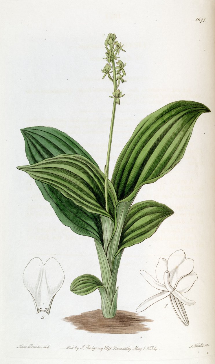Liparis nervosa ssp. العصبية (مثل syn. Liparis guineensis) بواسطة ملكة جمال دريك