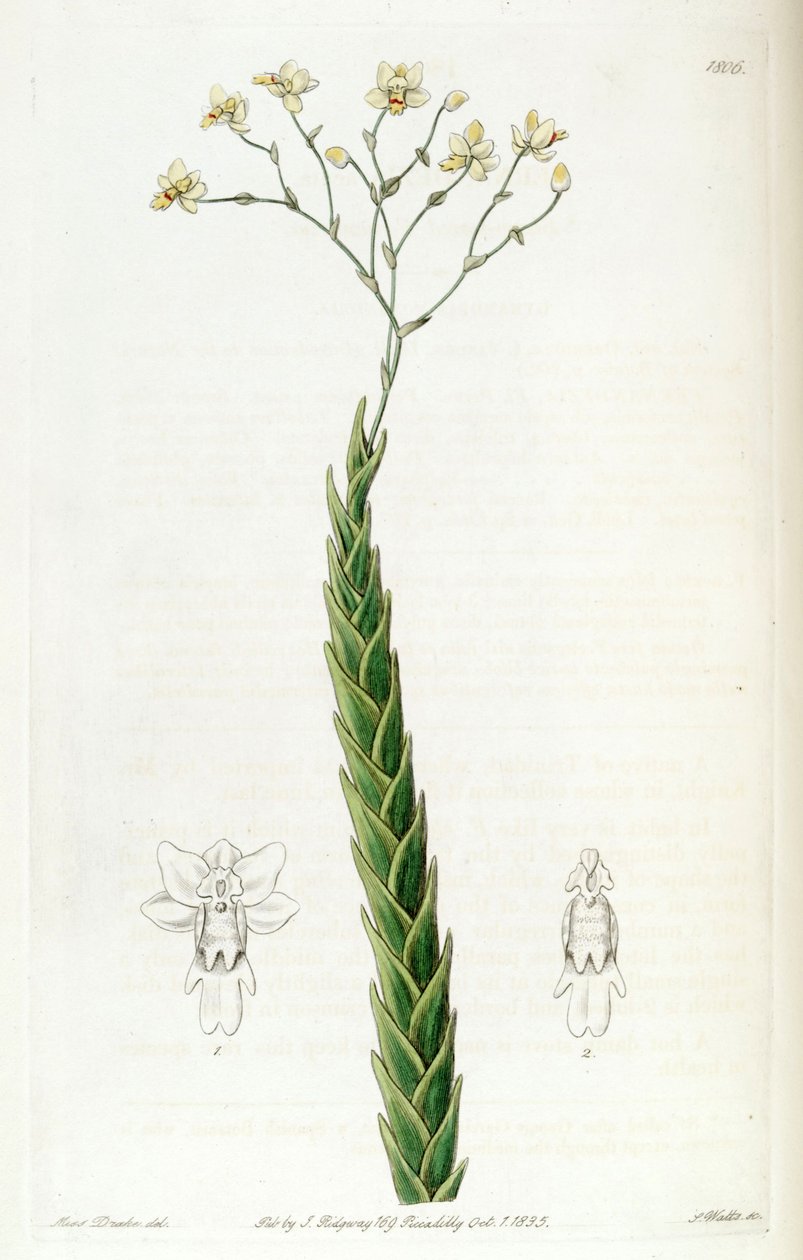 Lockhartia acuta (as syn. Fernandezia acuta) بواسطة ملكة جمال دريك