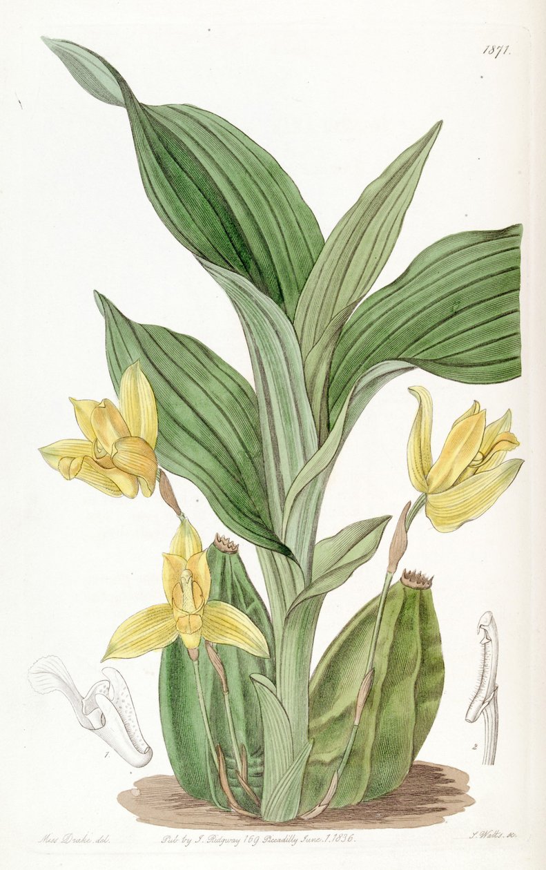 Lycaste aromatica (مثل syn. Maxillaria aromatica) بواسطة ملكة جمال دريك