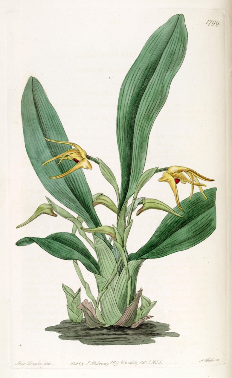 كروسيا Maxillaria بواسطة ملكة جمال دريك