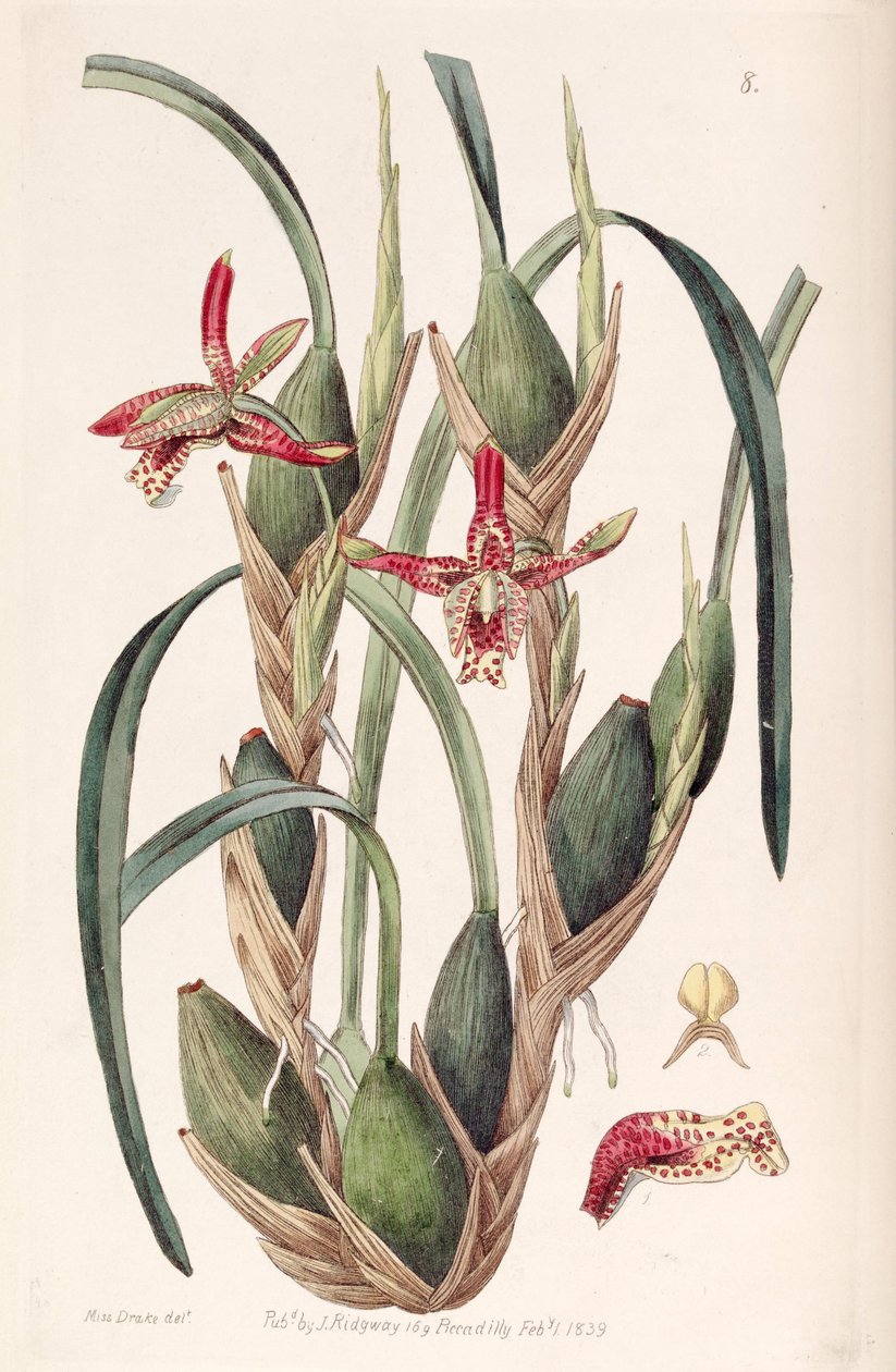 Maxillaria tenuifolia أو Maxillariella tenuifolia بواسطة ملكة جمال دريك