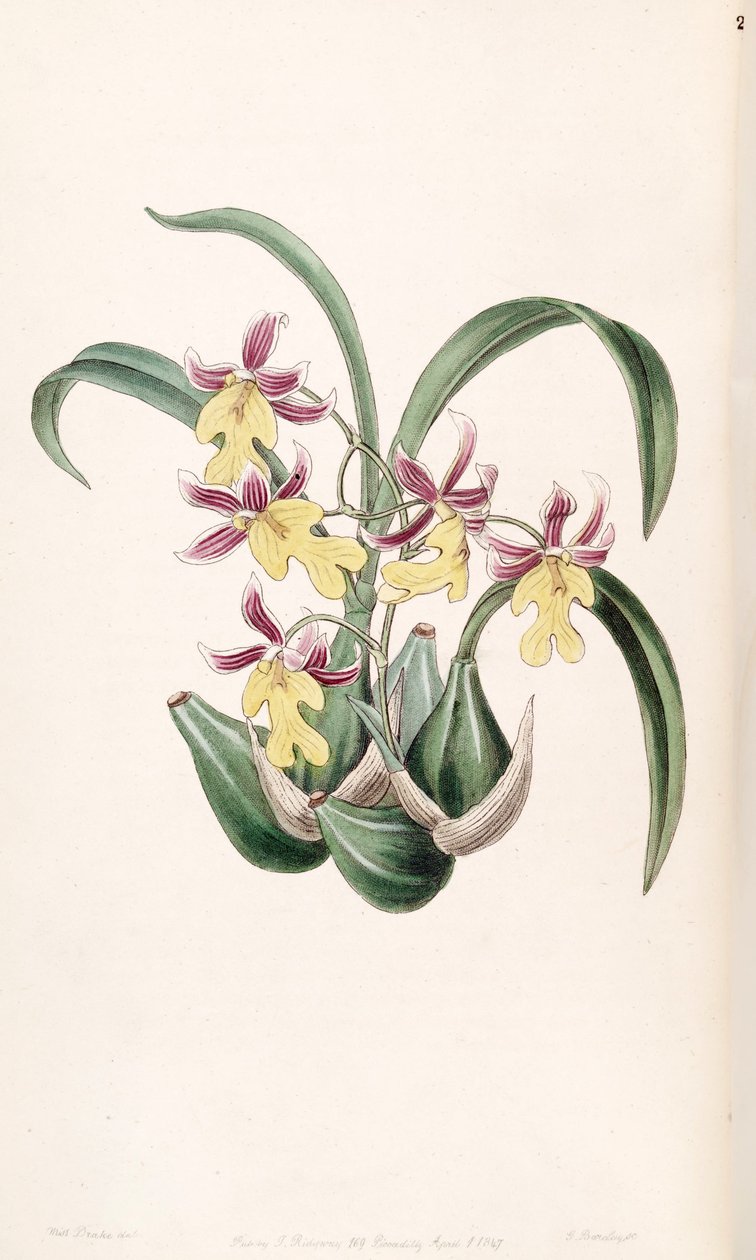 Mexicoa ghiesbreghtiana (as syn. Odontoglossum warneri var. Purpuratum) بواسطة ملكة جمال دريك