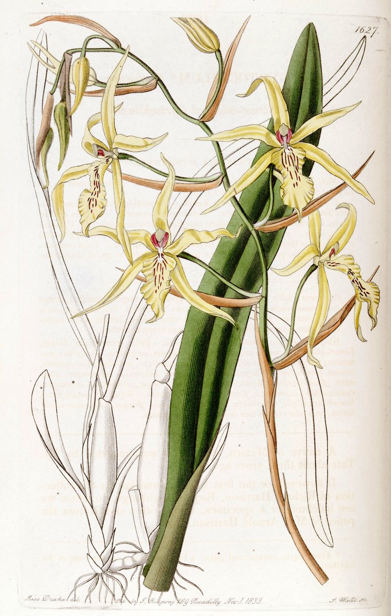 Miltonia flavescens (مثل syn. Cyrtochilum flavescens) بواسطة ملكة جمال دريك