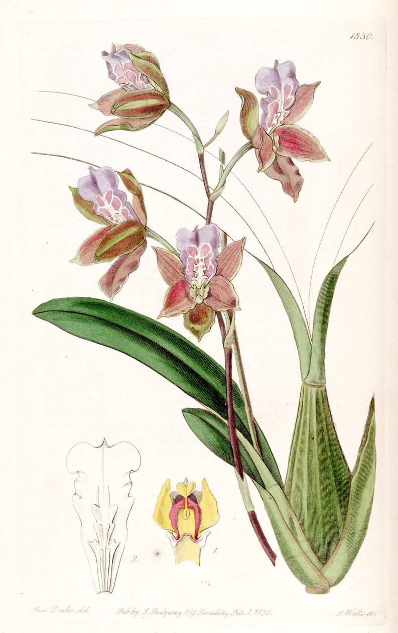 Miltonia russelliana (as syn. Oncidium russellianum &39;) بواسطة ملكة جمال دريك
