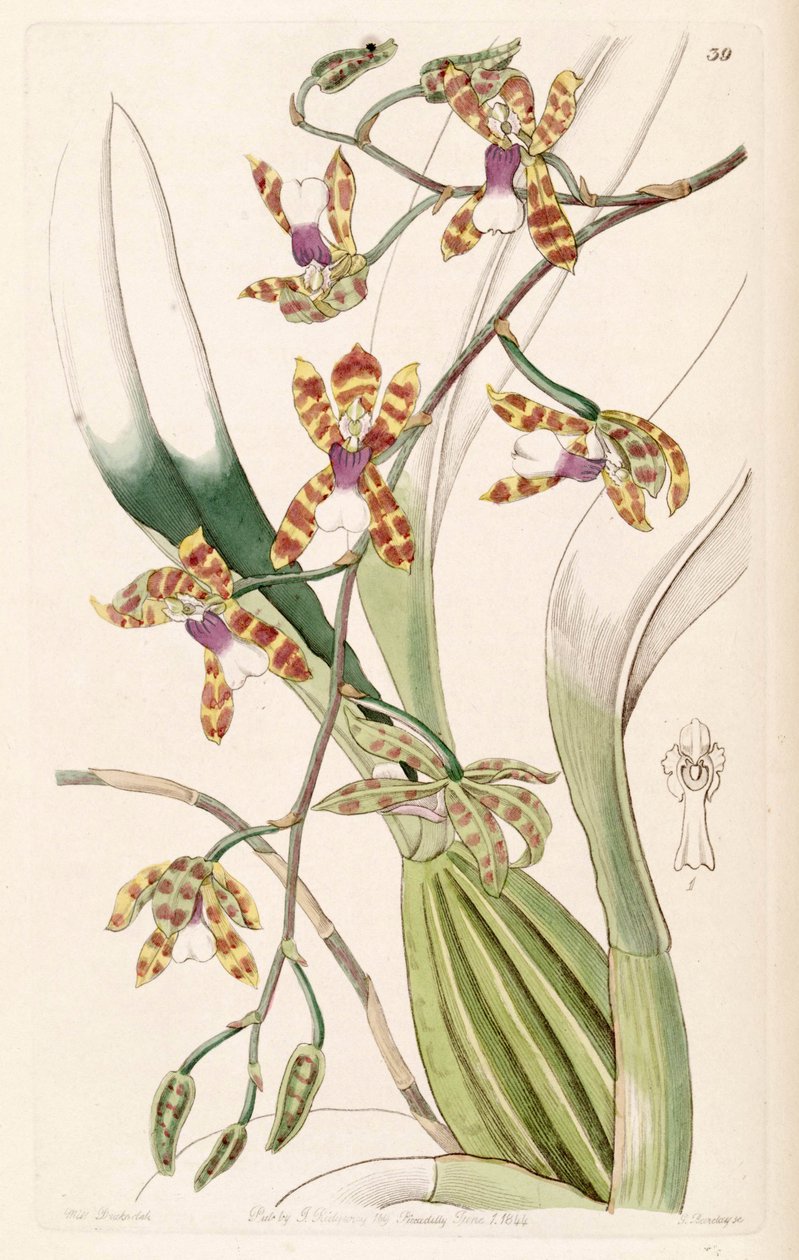الوحدة الفرعية Miltonioides (syn. Oncidium أو ناعم) بواسطة ملكة جمال دريك