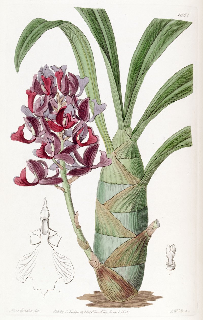 Mormodes atropurpurea بواسطة ملكة جمال دريك