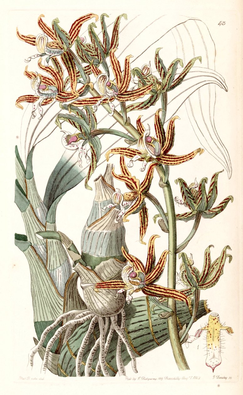 Mormodes lineata (مثل Mormodes lineatum) بواسطة ملكة جمال دريك