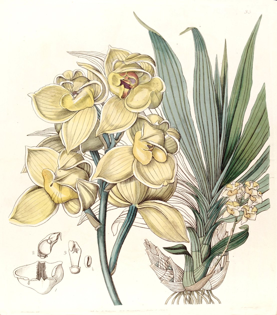 Mormodes luxata (مثل Mormodes luxatum) بواسطة ملكة جمال دريك