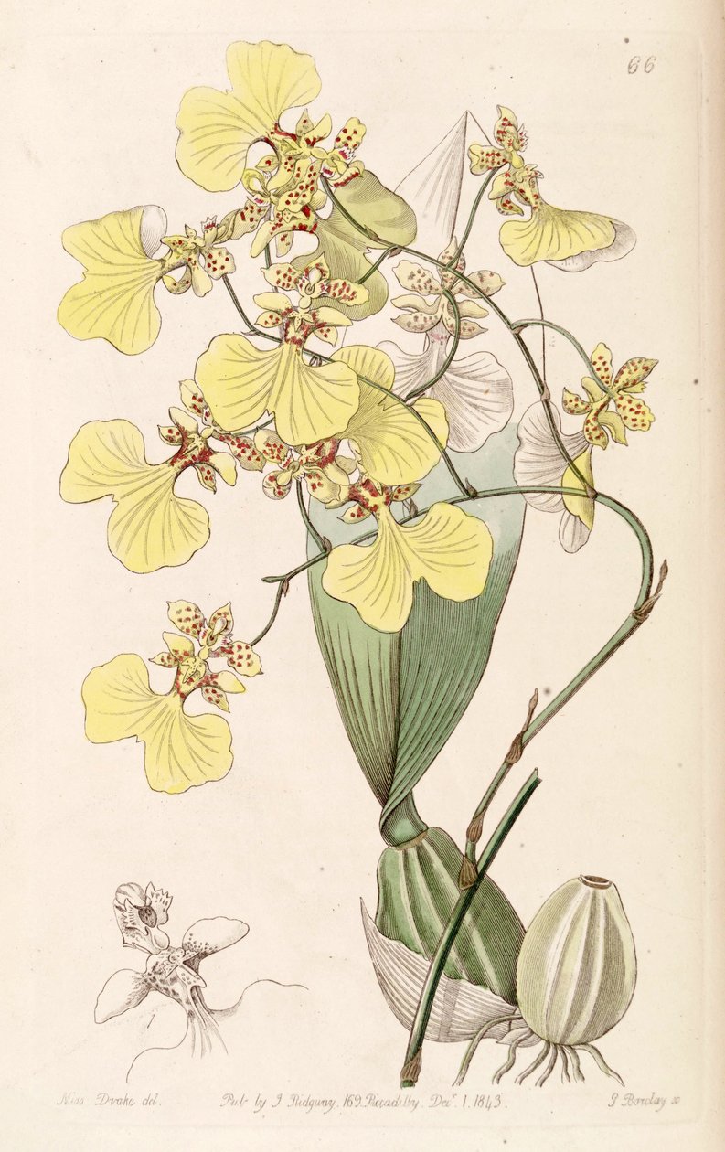 Oncidium bicolor بواسطة ملكة جمال دريك