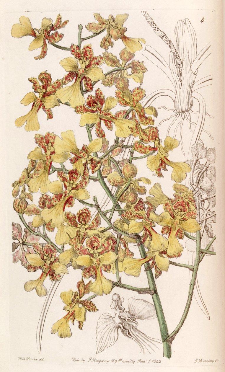 Oncidium cebolleta أو Trichocentrum cebolleta (مثل sync Oncidium longifolium) بواسطة ملكة جمال دريك