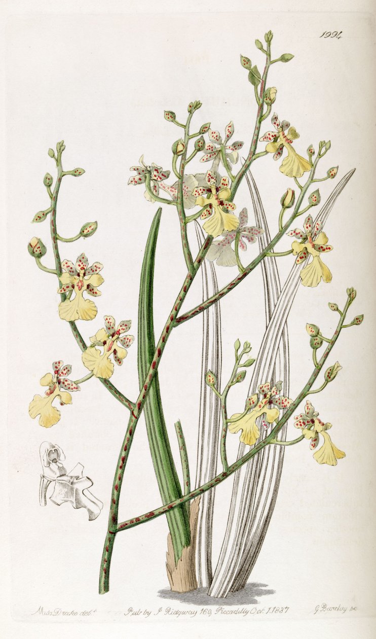 الثوم المعمر Oncidium أو الثوم المعمر Trichocentrum بواسطة ملكة جمال دريك