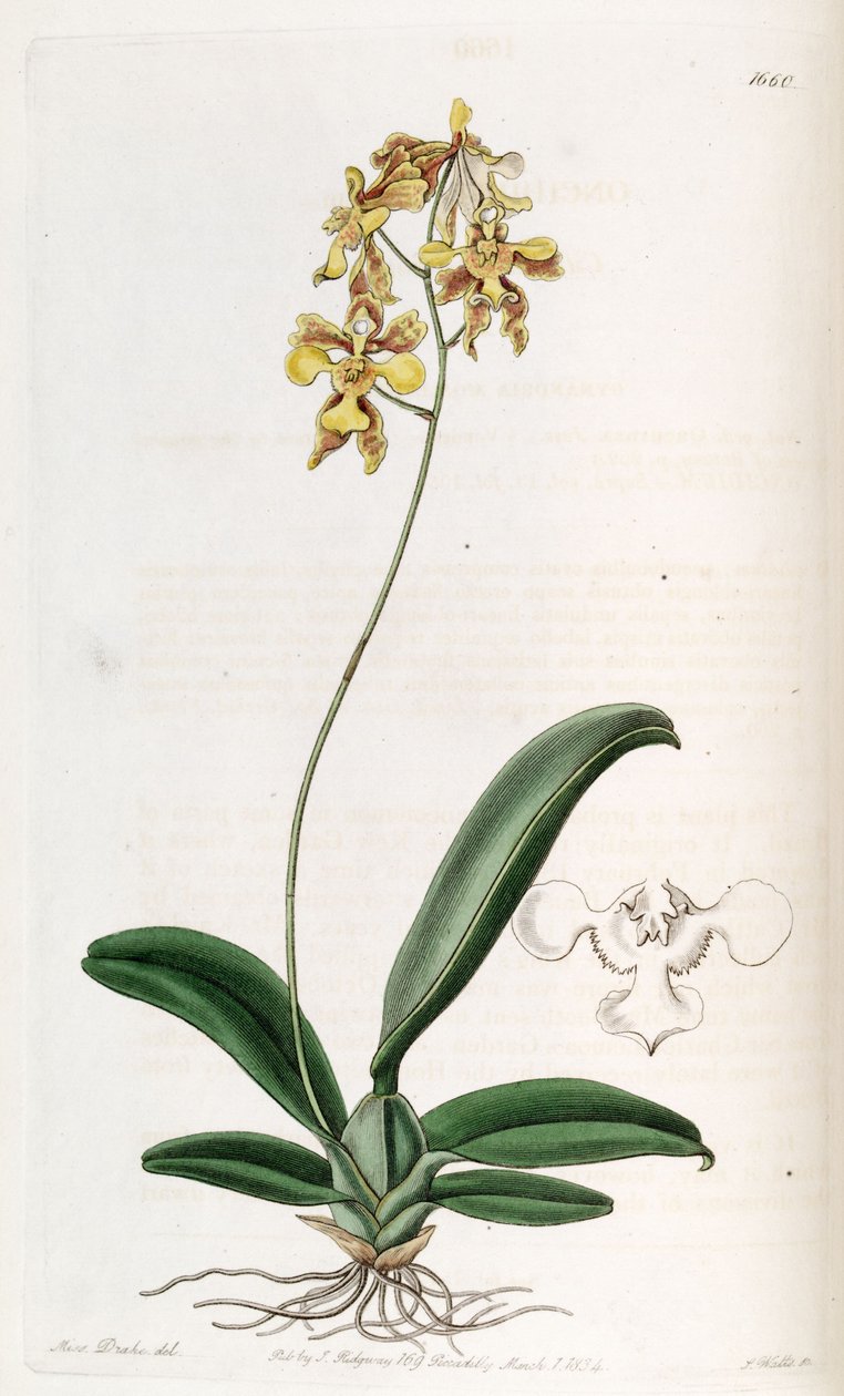 Oncidium ciliatum بواسطة ملكة جمال دريك