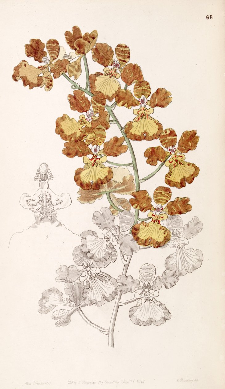 Oncidium gardneri (مثل sync Oncidium curtum) بواسطة ملكة جمال دريك
