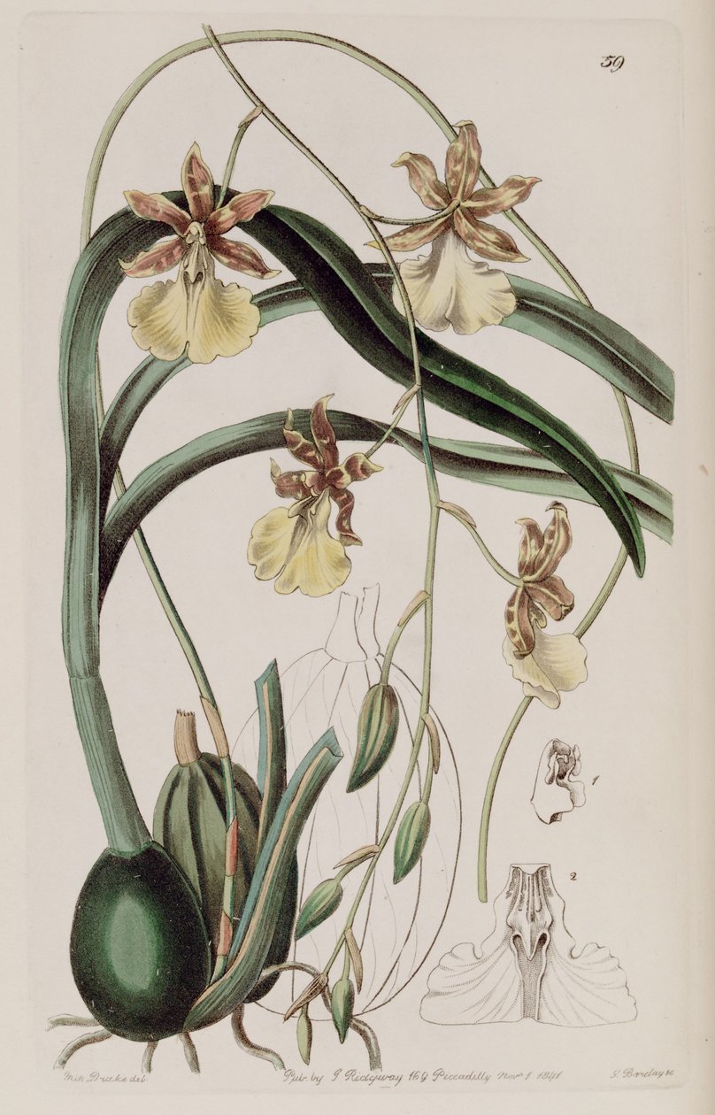 Oncidium graminifolium (مثل syn. Cyrtochilum filipes) بواسطة ملكة جمال دريك