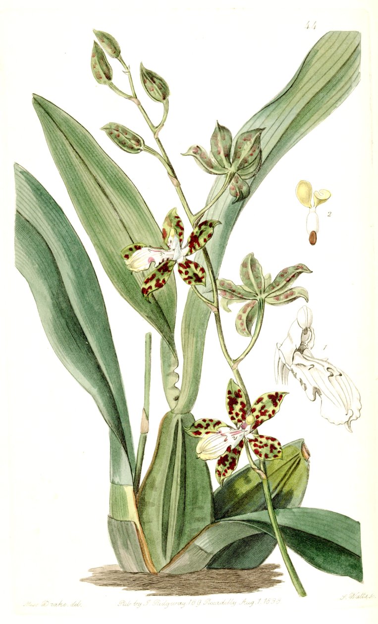 Oncidium maculatum (مثل syn. Cyrtochilum maculatum) بواسطة ملكة جمال دريك