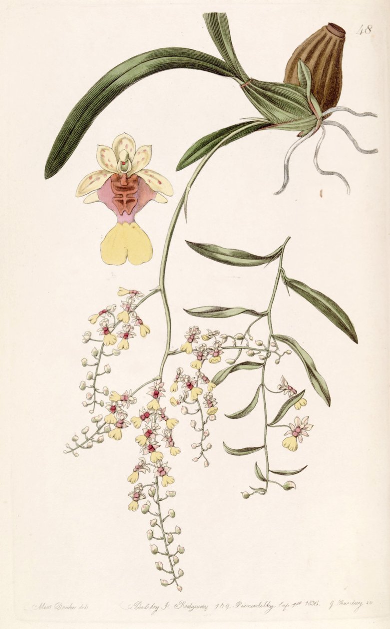 Oncidium raniferum بواسطة ملكة جمال دريك