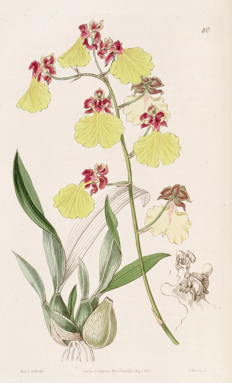 Oncidium spilopterum بواسطة ملكة جمال دريك