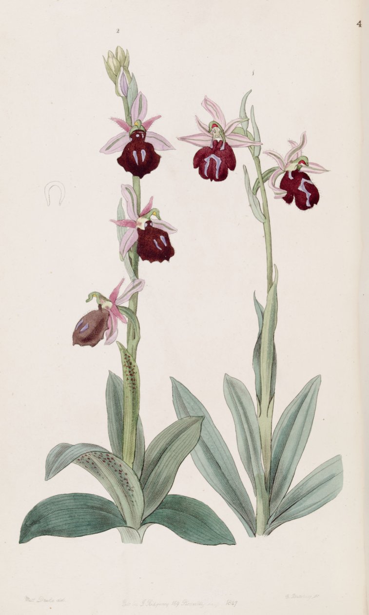Ophrys ferrum-equinum (يسار ، شكل 2) و Ophrys bombyliflora (كمزامنة. Ophrys tabanifera) (يمين ، شكل 1) بواسطة ملكة جمال دريك