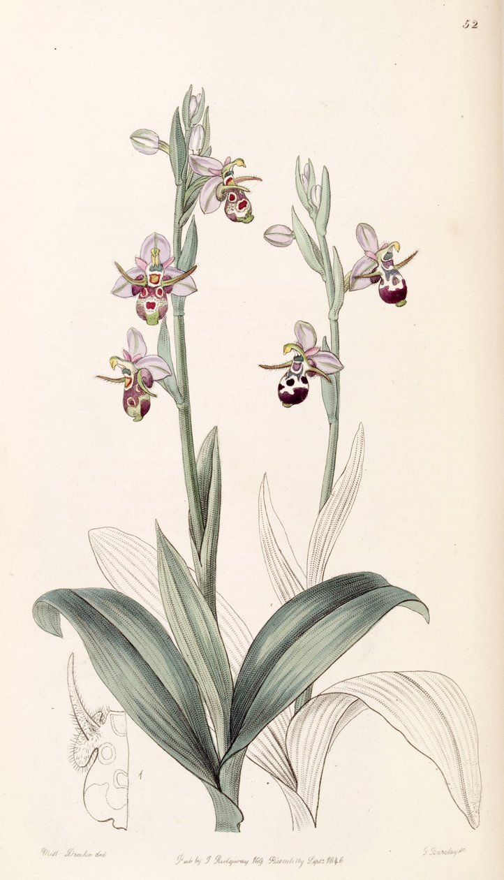 Ophrys scolopax subsp. كورنوتا (كمزامنة. أوفريس كورنوتا) بواسطة ملكة جمال دريك