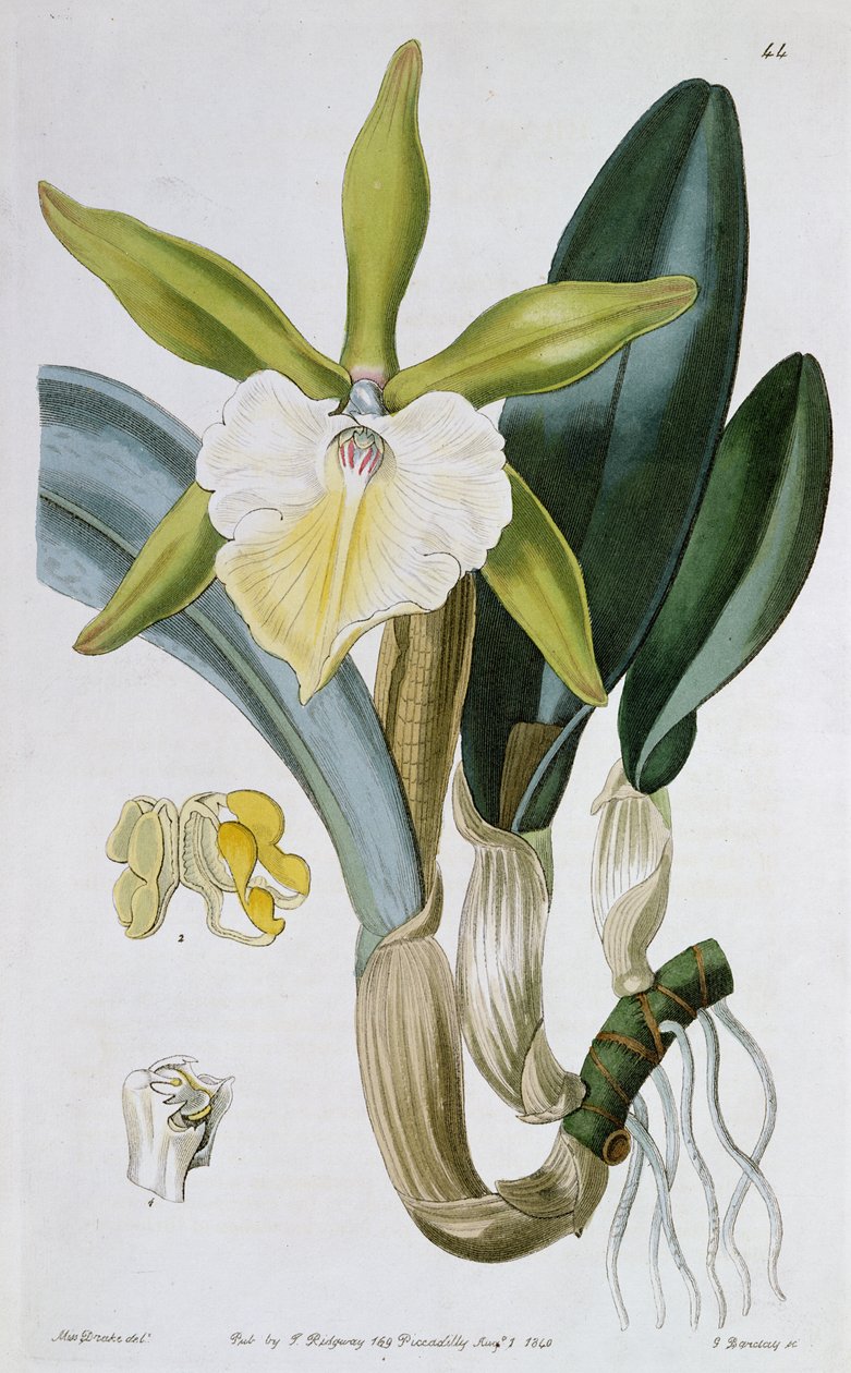 Orchid: Brassavola glauca ، نشره I. Ridgway ، 1846 بواسطة ملكة جمال دريك