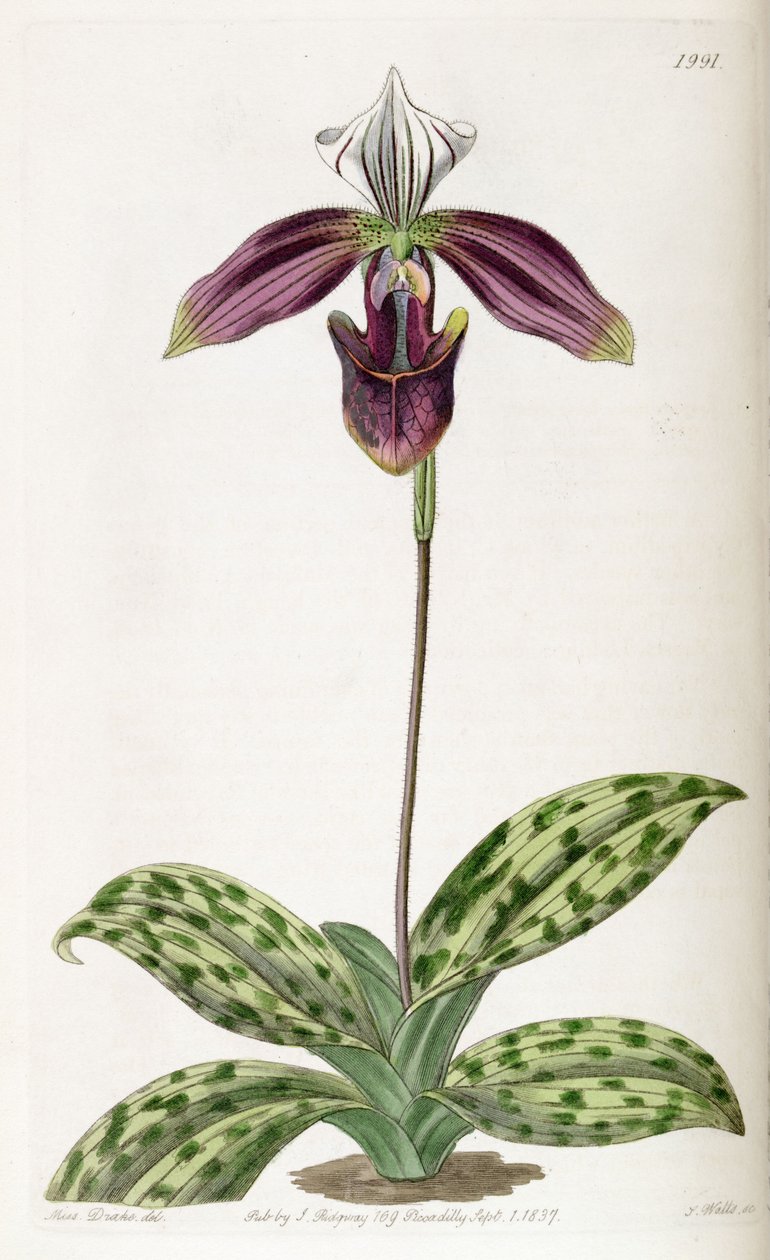 Phalaenopsis البنفسج (syn. Cypripedinm البنفسج) بواسطة ملكة جمال دريك