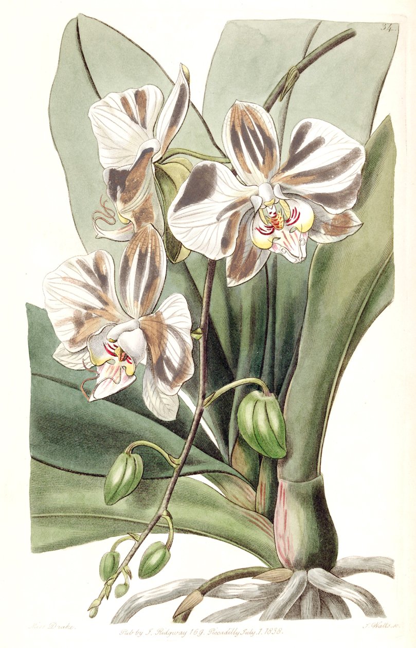 Phalaenopsis أفروديت subsp. أفروديت (syn. Vanda lovable Lindl. (1838) ، nom. Meg.) بواسطة ملكة جمال دريك