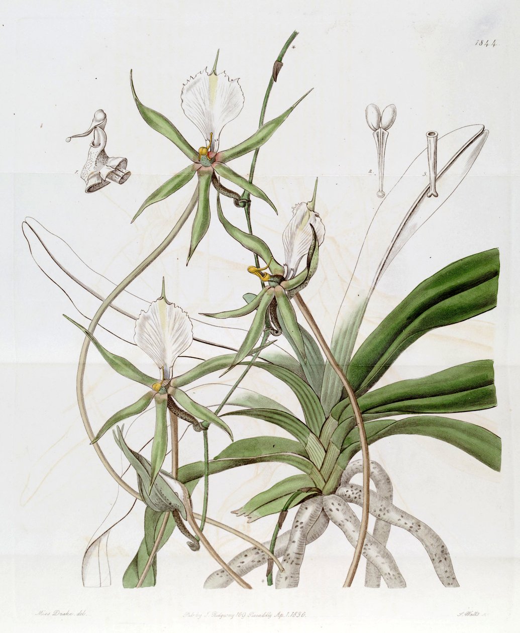 Plectrelminthus caudate (syn. Listrostachys oaudatum) بواسطة ملكة جمال دريك