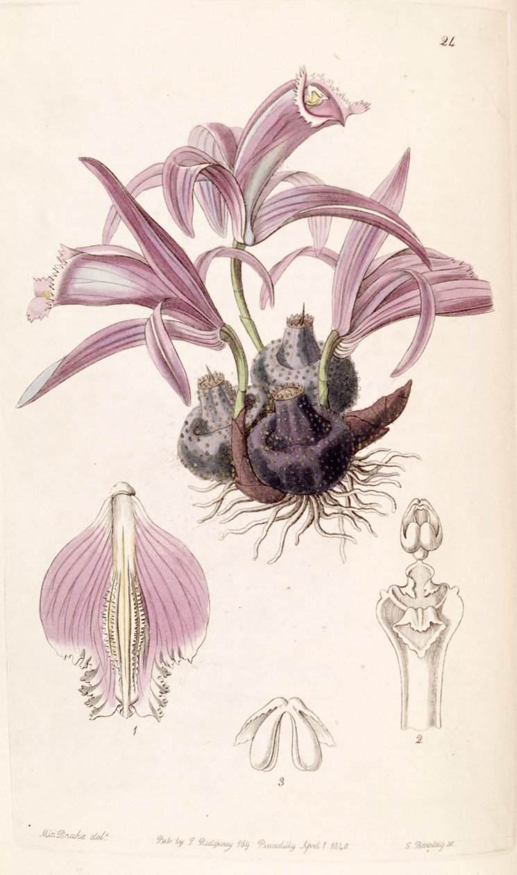 Pleione praecox (مثل syn. Coelogyne wallichiana) بواسطة ملكة جمال دريك