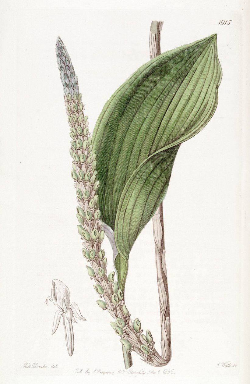 stachyodes Prescottia (مثل sync Prescottia colorans) بواسطة ملكة جمال دريك