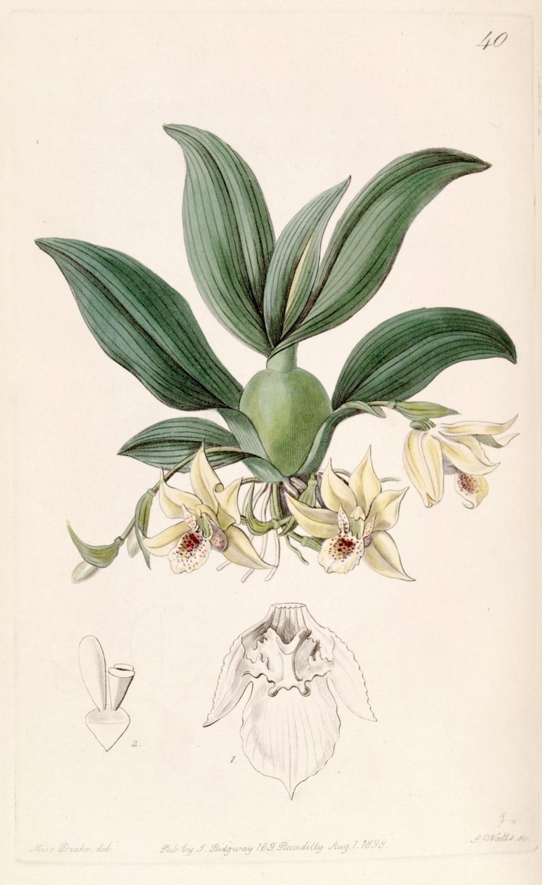 Promenaea rollissonii (as syn. Maxillaria rollissonii) بواسطة ملكة جمال دريك