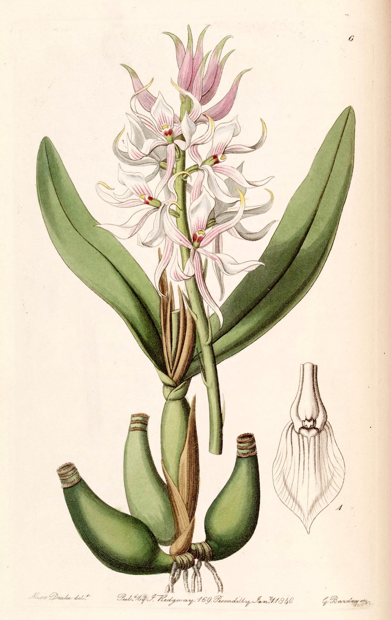 Prosthechea glumacea (مثل syn. Epidendrum glumaceum) بواسطة ملكة جمال دريك