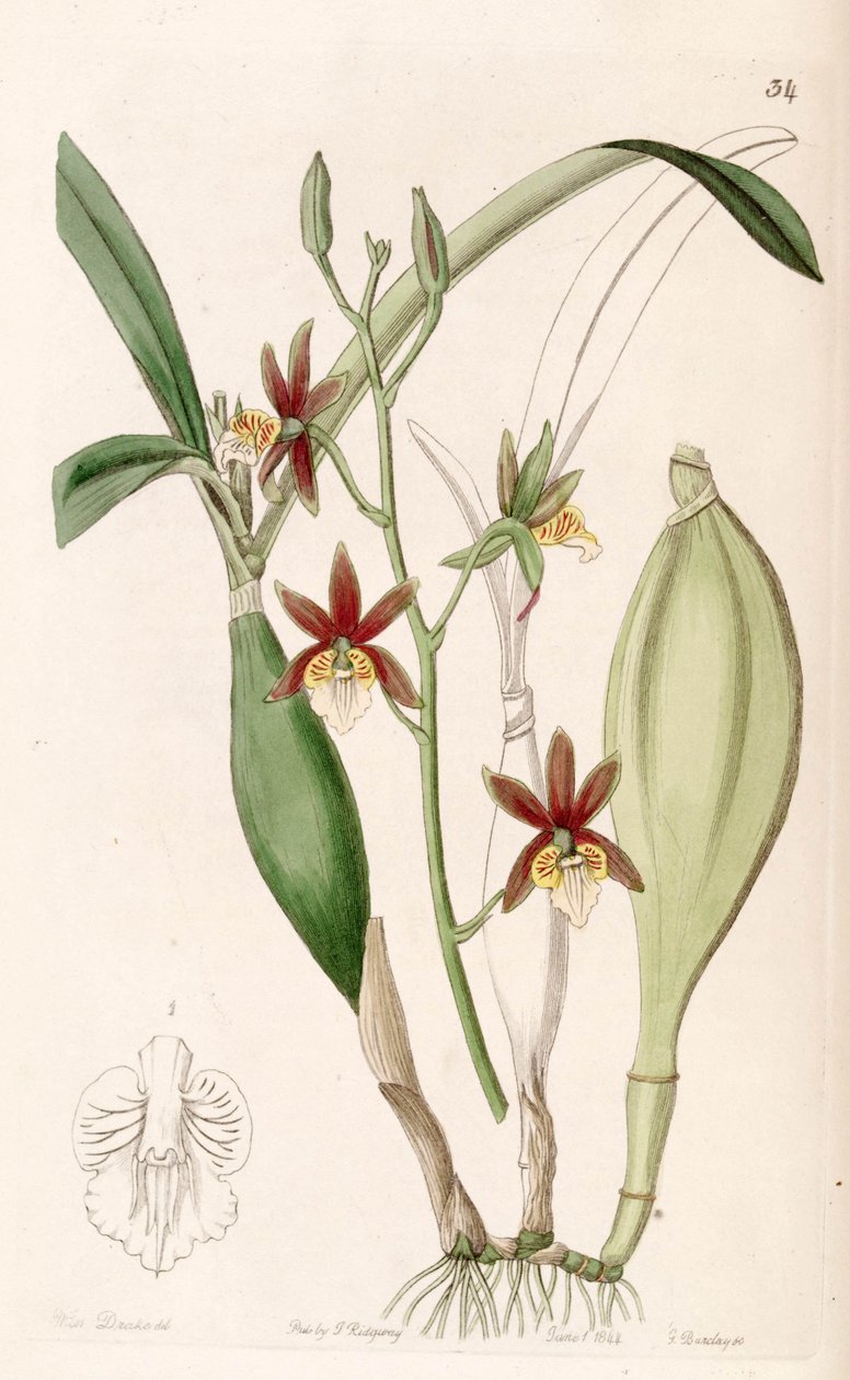 Prosthechea pterocarpa (مثل syn. Epidendrum pterocarpum) بواسطة ملكة جمال دريك