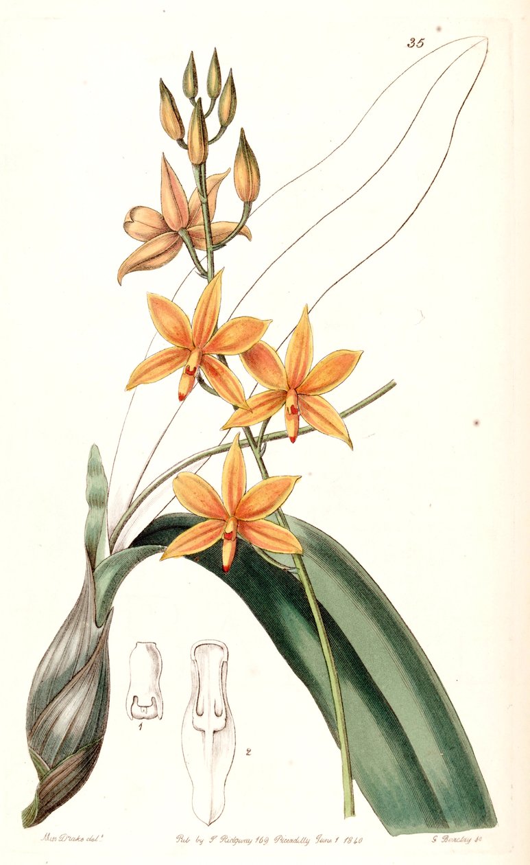 Prosthechea vitellina (مثل synop. epidendrum vitellinum) بواسطة ملكة جمال دريك