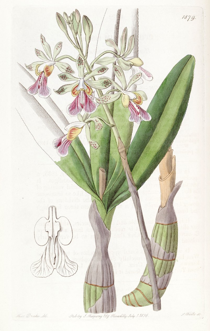 Psychilis bifida (مثل synid Epidendrum bifidum) بواسطة ملكة جمال دريك