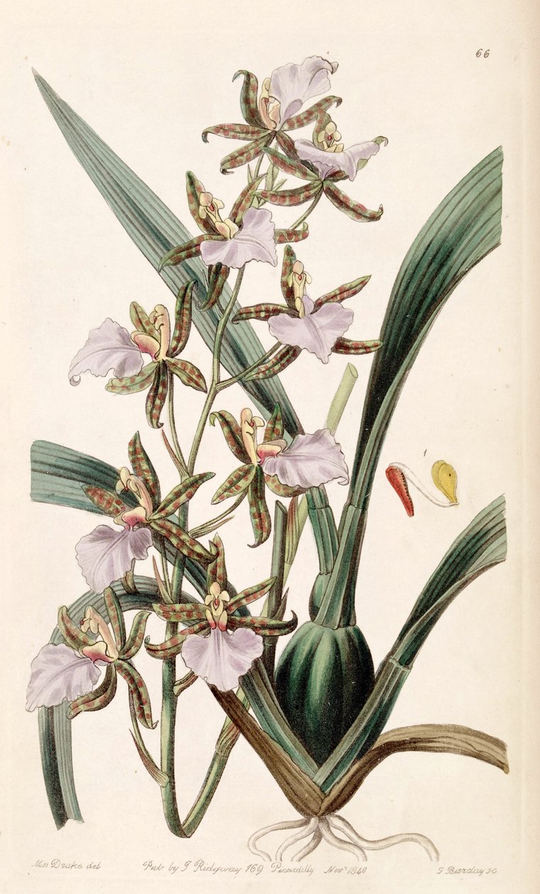 Rhynchostele bictoniensis أو Odontoglossum bictoniense بواسطة ملكة جمال دريك