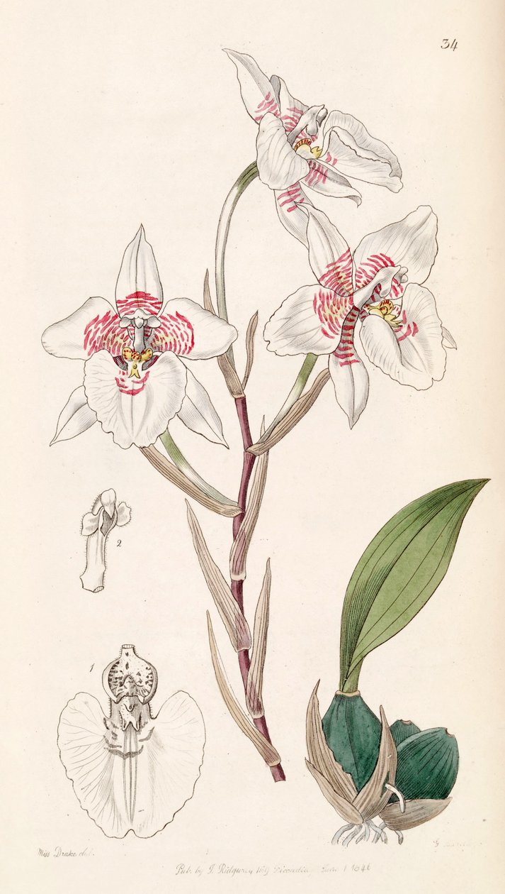 Rhynchostele cervantesii (مثل syn. Odontoglossum membranaceum) بواسطة ملكة جمال دريك
