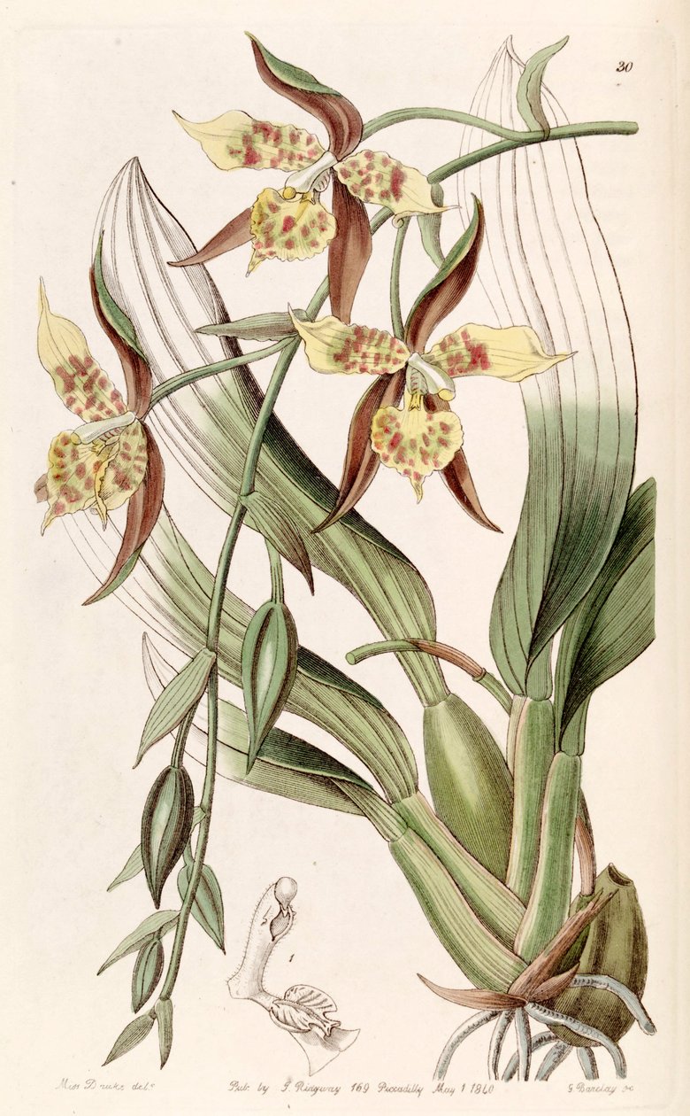 Rhynchostele maculata (مثل syn. Odontoglossum maculatum) بواسطة ملكة جمال دريك