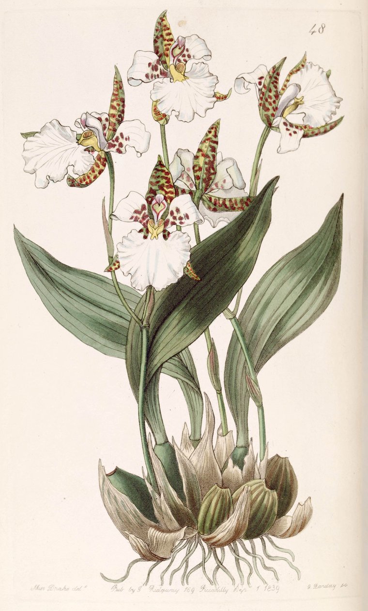 Rhynchostele rossii (as syn. Odontoglossum rossii) بواسطة ملكة جمال دريك