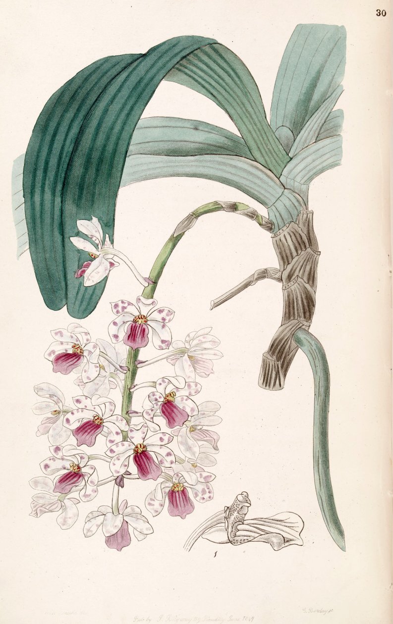 Rhynchostylis gigantea subsp. البنفسج (syn. Vanda violet) بواسطة ملكة جمال دريك