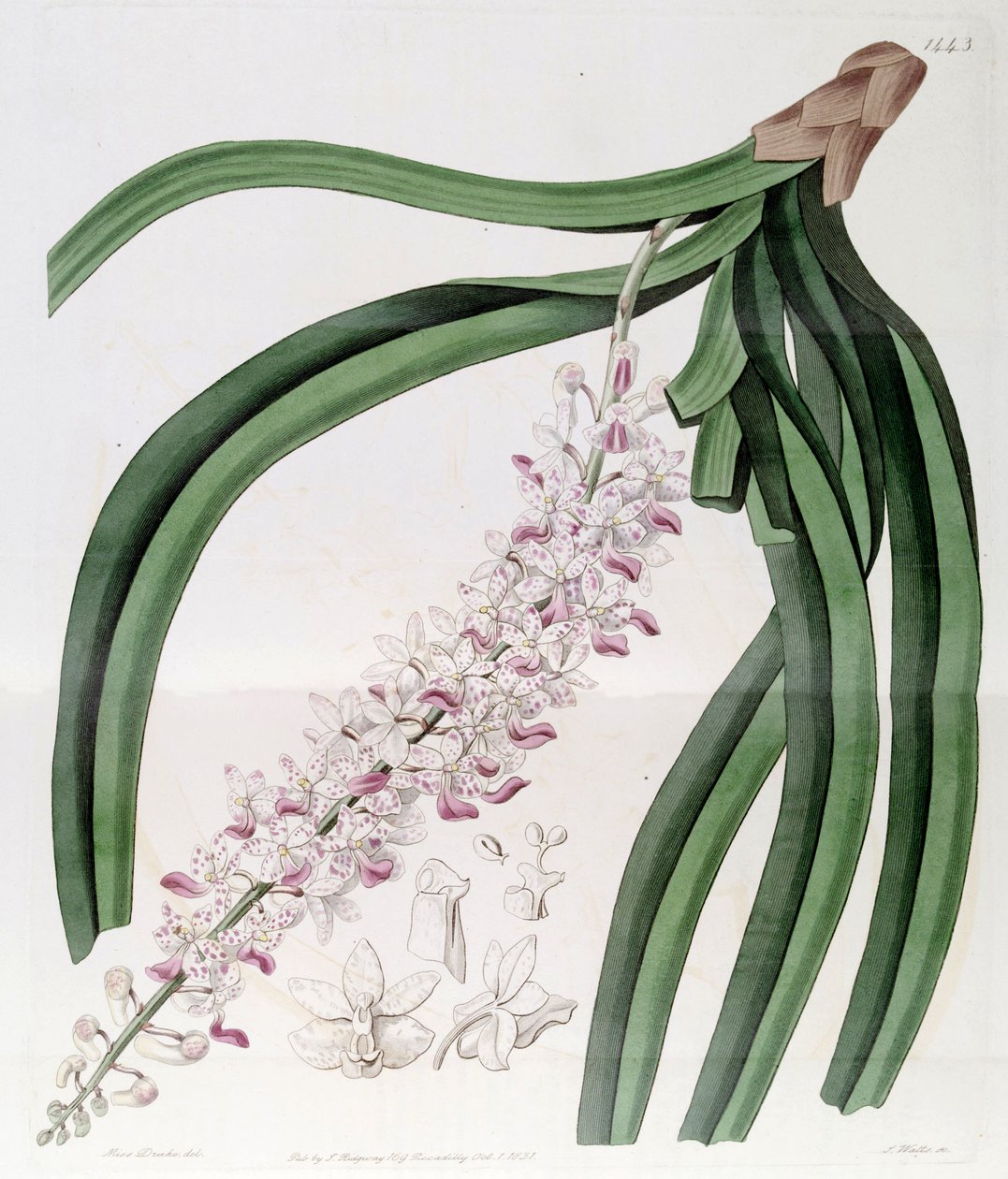 Rhynchostylis retusa (as syn. Eulophia mackaiana) بواسطة ملكة جمال دريك