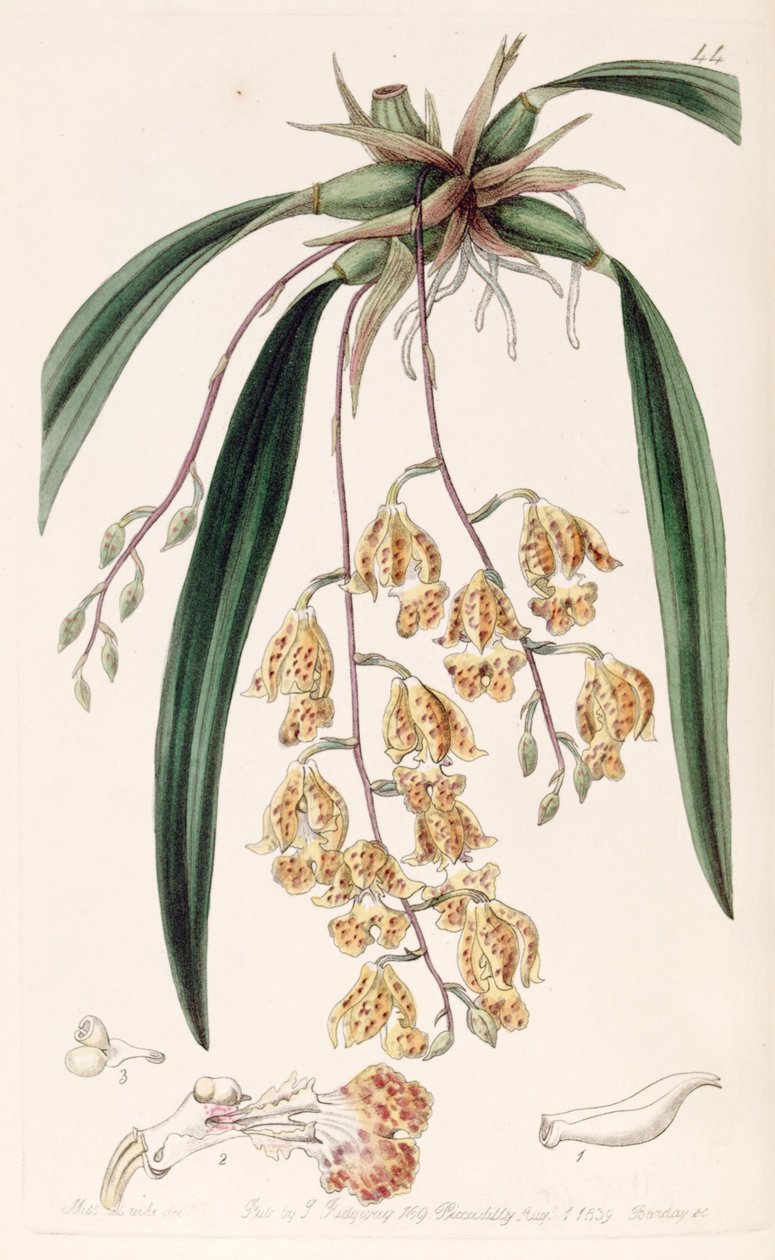 Rodriguezia sticta (as syn. Burlingtonia maculata) بواسطة ملكة جمال دريك