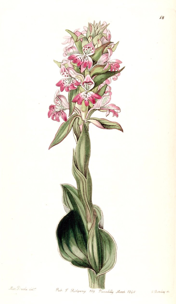 Satyrium up (syn. Satyrium pustulatum) بواسطة ملكة جمال دريك