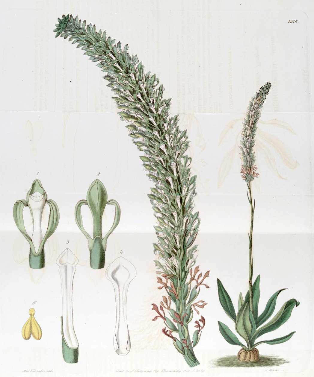 Sauroglossum لامع (syn. Sauroglossum wave) بواسطة ملكة جمال دريك