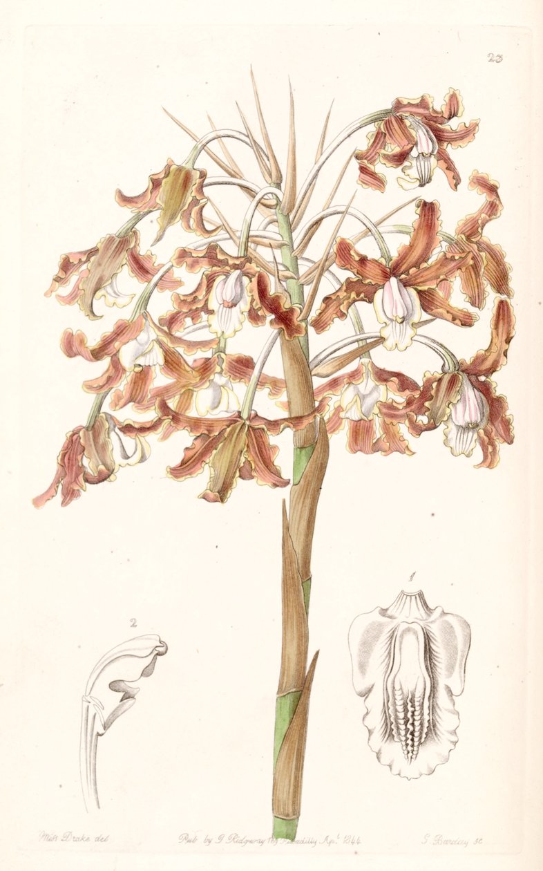 Schomburgkia crispa (syn. of Laelia marginata) بواسطة ملكة جمال دريك