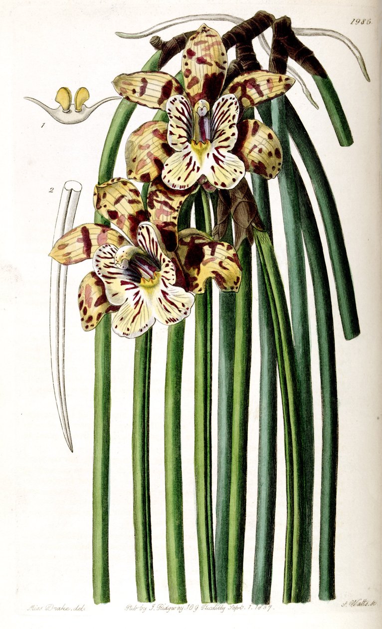 الفولاذ غير المخلوط (syn. Cattleya Steelii) بواسطة ملكة جمال دريك