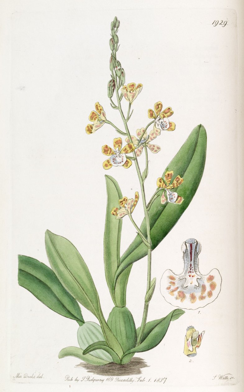 Solenidium lunatum (مثل sync Oncidium lunatum) بواسطة ملكة جمال دريك