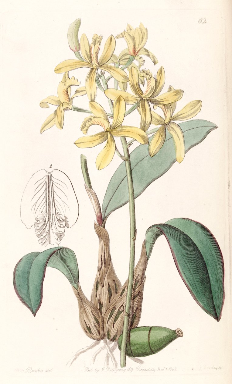 التهاب المفاصل الروماتويدي (مثل syn. Laelia flava) بواسطة ملكة جمال دريك